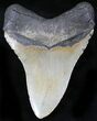 Serrated Megalodon Tooth - North Carolina #26481-2